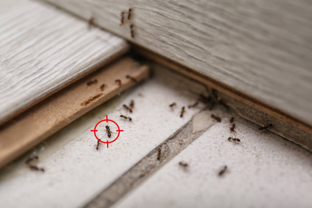 Best Pest Control for Businesses  in Sunray, TX