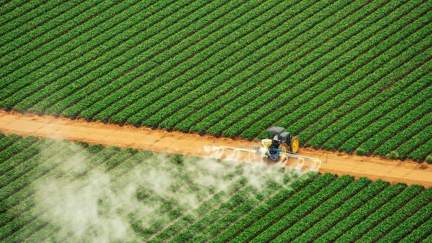 Best Mosquito Control Services  in Sunray, TX