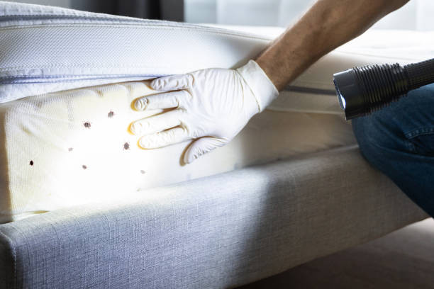 Best Emergency Pest Control  in Sunray, TX