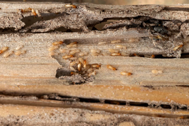 Best Spider Control Near Me  in Sunray, TX